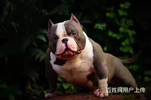 泰安恶霸犬 恶霸犬价格 恶霸犬多少钱的图片