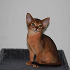 哪里有红阿比猫卖的 双血统阿比西尼亚猫多少钱