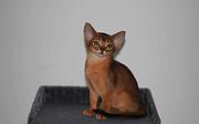 阿比西尼亚猫价格 红阿比猫体重 红阿比好养吗