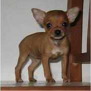 新乡【十年老店】常年繁殖优质血统小鹿犬幼犬