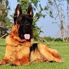 纯种德国牧羊犬德牧幼犬狼狗黑背包健康可上门挑选