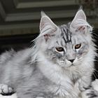 本地哪里有卖缅因猫的多少钱一只 缅因猫好养吗