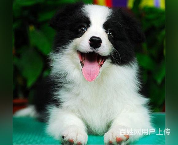 岳阳金牌犬舍边牧犬边牧多少钱一只