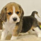 出售纯种比格幼犬 米格鲁猎兔犬