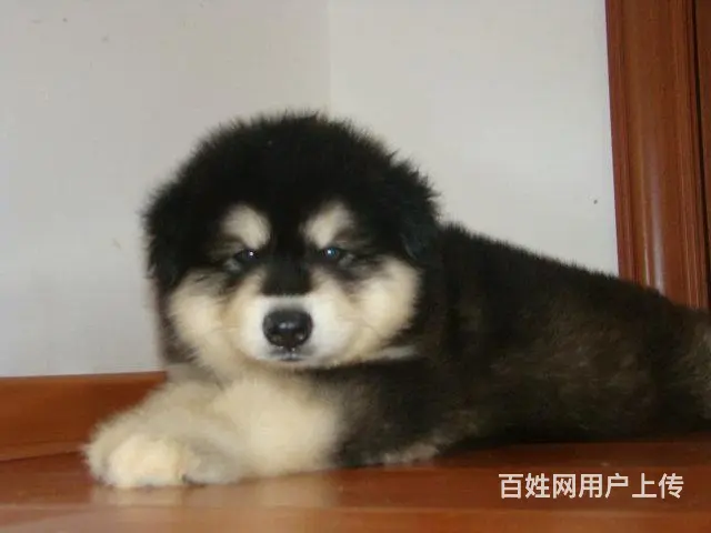 熊版阿拉斯加犬、高品质巨型阿拉斯加幼犬待售 红黑灰的图片