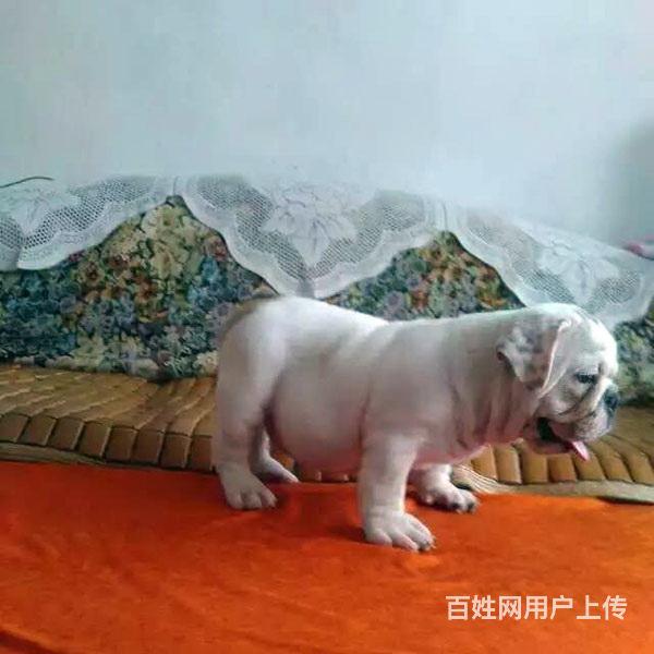 红河（出售）法斗幼犬哪里买 狗场出售纯种法斗幼犬的图片