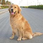 金毛犬