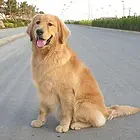 金毛犬