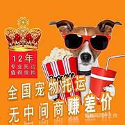 2022毕节市到全国）宠物托运（猫狗）邮寄快递（宠物活体运输