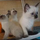 邢台暹罗猫猫舍位置 本地暹罗猫猫舍地址在哪儿