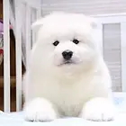 爱宠有家家庭式繁殖 白魔法系微笑天使 欢迎上门看狗