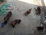 爆红马犬一窝公母都有