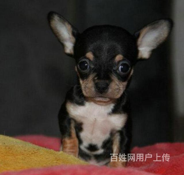 哪里可以买到吉娃娃 吉娃娃图片 吉娃娃价格