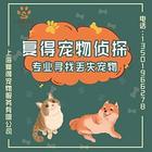 太原猫咪丢了请联系专业找猫团队 全国上门实地寻找