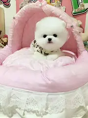 赛级博美犬幼犬 自家繁殖保健康 签署合同质保
