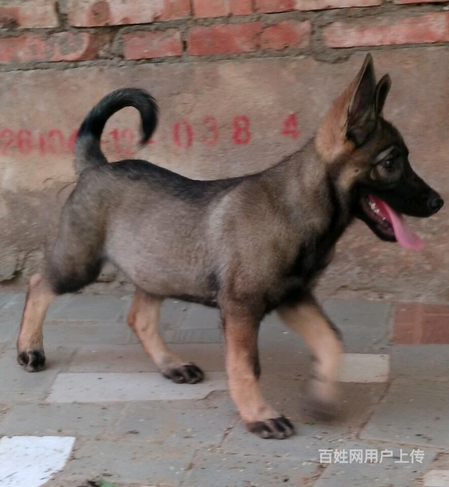 高动力血统东德牧羊犬幼犬多少钱一只纯黑色东德牧羊犬图片