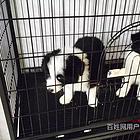 和田哪里卖卡斯罗狗狗【卡斯罗犬舍】地址