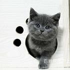 江西宜春纯种蓝猫幼崽包邮出售