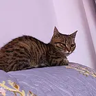 免费领养，希望好好爱护她
