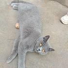 自家养的蓝猫