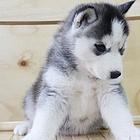 衡阳哈士奇犬舍基地常年出售纯种哈士奇双血哈士奇幼犬