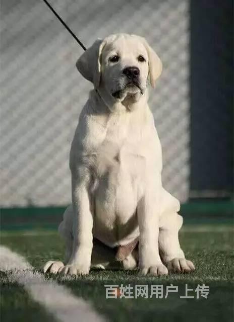 赛级拉布拉多犬 冠军级双血统拉布拉多犬出售