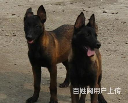 丹东犬舍推荐-正规养殖马犬的地方的图片