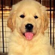 嘉兴（出售）金毛幼犬哪里买 狗场出售纯种金毛幼犬