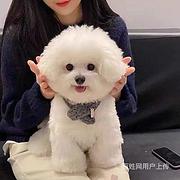 [货到付款犬舍]安庆有小比熊吗 比熊多少钱