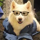 兰考宠物托运（猫狗柴犬）（全国活体运输）一对一上门接 全程视