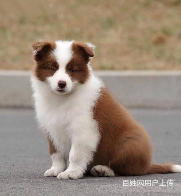 纯种边境牧羊犬出售 实体犬舍现货的图片