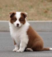 纯种边牧幼犬出售 高品质边牧 三个月边牧