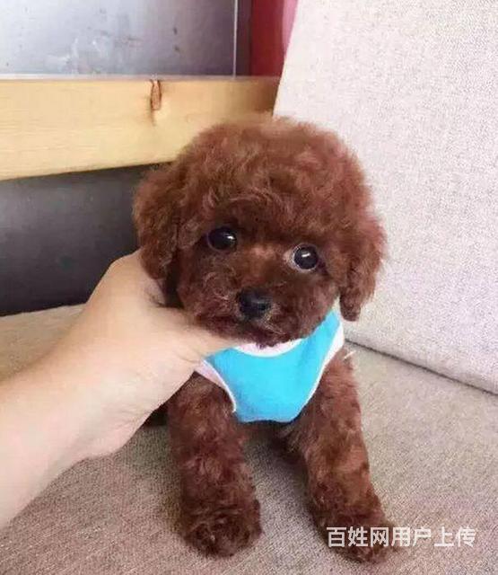 泰迪犬 纯种泰迪犬价格 泰迪幼犬出售