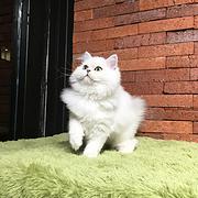 鄂州纯种金吉拉猫舍 正规猫舍家庭式繁育