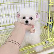 汉中出售纯种小体型红色泰迪犬 泰迪图片 灰色泰迪