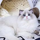 附近哪里有布偶猫卖的 海双 蓝双 重点色多少钱