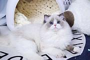 那里有布偶猫出售的 布偶猫价格贵吗 包纯种包健康