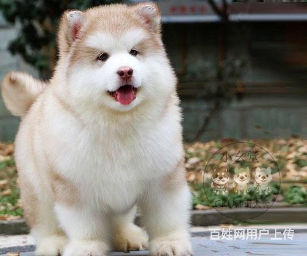 北京海淀附近哪有卖阿拉斯加的?多少钱一只