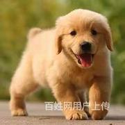 【货到付款犬舍】吕梁哪里有金毛犬  金毛多少钱图