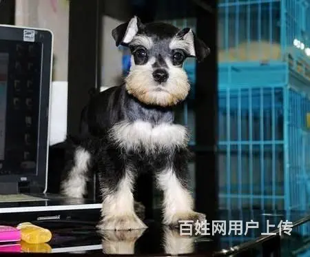 雪纳瑞梗犬 雪纳瑞价格 纯种雪纳瑞多少钱的图片