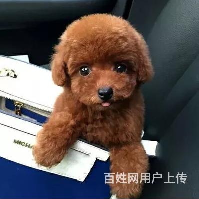 吐鲁番纯种灰色泰迪犬幼犬袖珍迷你茶杯犬灰色贵宾宠物狗