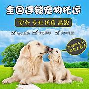 南宁宠物托运 空运 陆运 活体运输上门接送