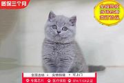 哪里有英短蓝猫卖的 无病无廯 双血统蓝猫多少钱