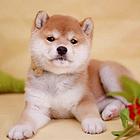 双赛级柴犬血统犬后代 纯种精品日本柴犬 保健康保活