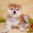 双赛级柴犬血统犬后代 纯种精品日本柴犬 保健康保活