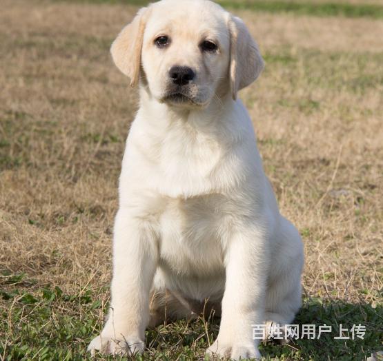 北京纯种拉布拉多幼犬 奶油色拉布拉多犬 拉布拉多