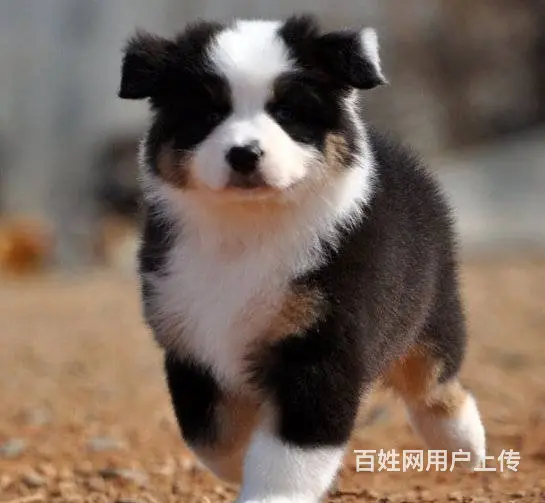 纯种边境牧羊犬哪里可以买到、边境牧羊犬幼犬多少钱一的图片
