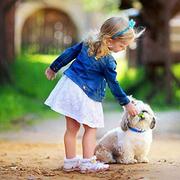 【图】- 纯种呆萌超帅的哈士奇 三把火蓝眼睛 