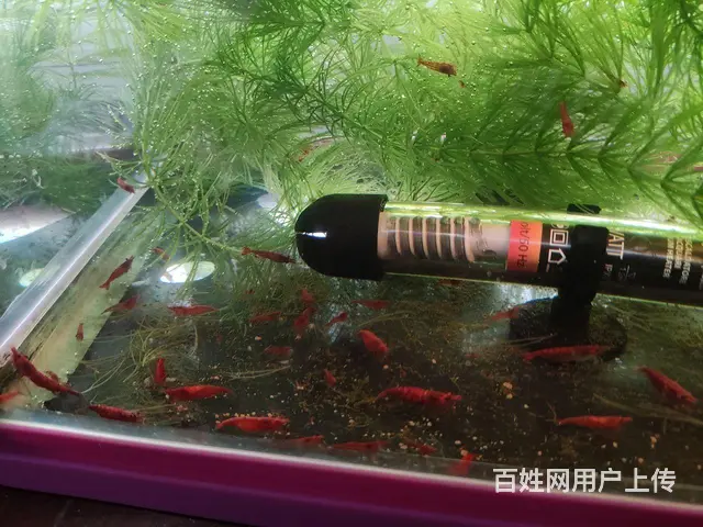 樱花虾一元一只的图片