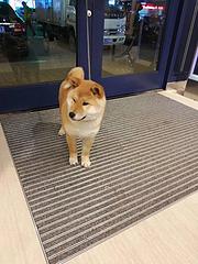 长春卖柴犬的犬舍，犬舍柴犬一般价位